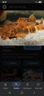 Ancistrus lda016 locatie maastricht, Dieren en Toebehoren, Vissen | Aquariumvissen