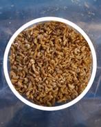 Gammarus 100 grammes (plus grand également possible) Shop &