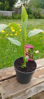 Musa Basjoo tuinbanaan  winterhardste, Tuin en Terras, Planten | Tuinplanten, Ophalen, Lente