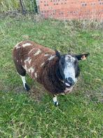 baggerbond bok, Mannelijk, Schaap, 0 tot 2 jaar