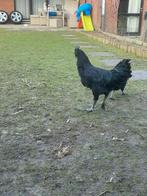 Ayam cimany jeune coq, Animaux & Accessoires