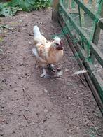 Haan, Dieren en Toebehoren