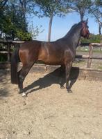 Uitzonderlijk gefokte 3 jarige merrie., Dieren en Toebehoren, Paarden, Merrie, Met stamboom, Springpaard, 3 tot 6 jaar
