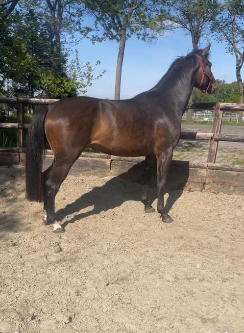 Uitzonderlijk gefokte 3 jarige merrie., Dieren en Toebehoren, Paarden, Merrie, Onbeleerd, 165 tot 170 cm, 3 tot 6 jaar, Springpaard