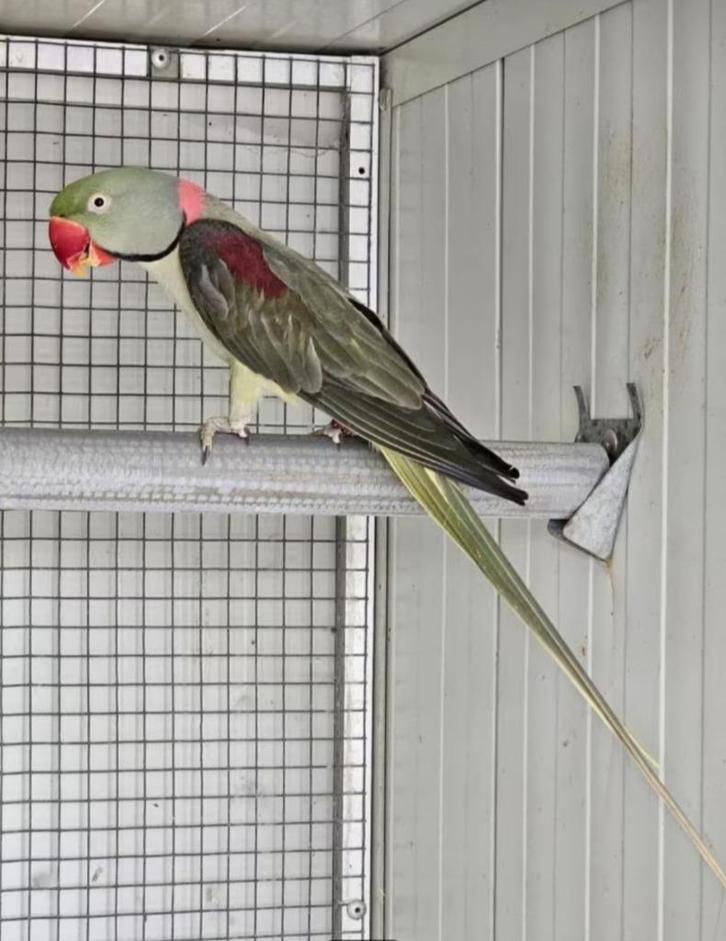 Alexanders, Dieren en Toebehoren, Vogels | Parkieten en Papegaaien, Parkiet, Meerdere dieren, Geringd