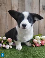 Welsh Corgi Cardigan pups - Corgi pup - Belgische corgi pups, Dieren en Toebehoren, Honden | Herdershonden en Veedrijvers, België