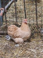 Cochin kriel hennetjes, Dieren en Toebehoren, Vrouwelijk, Kip