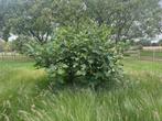 vijgenboom, Tuin en Terras, Planten | Bomen, 100 tot 250 cm, Zomer, Ophalen, Volle zon