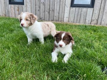 Knappe border collie pups  beschikbaar voor biedingen