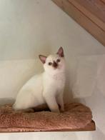Britse korthaar kitten poes, Dieren en Toebehoren, Katten en Kittens | Raskatten | Korthaar, Poes, Gechipt