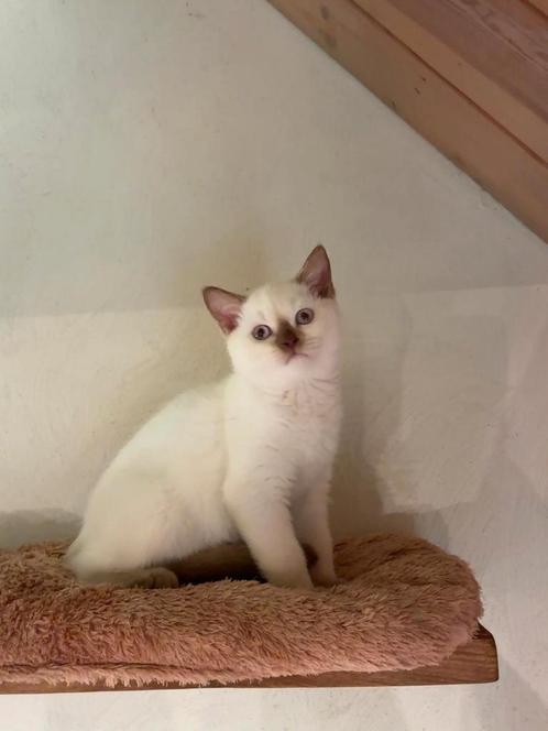 Britse korthaar kitten poes, Dieren en Toebehoren, Katten en Kittens | Raskatten | Korthaar, Poes, Gechipt, Ontwormd, Ingeënt