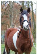 Heel lieve D-pony (ruin), 11 jaar, Dieren en Toebehoren, Gechipt, Ruin, 11 jaar of ouder, Recreatiepony