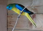 Heel mooie turquoisineman ! '24 ., Dieren en Toebehoren, Vogels | Parkieten en Papegaaien