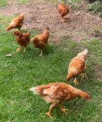 Legkippen, Dieren en Toebehoren