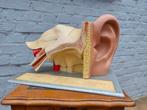 Authentiek anatomisch oor model Somso, Antiek en Kunst, Curiosa en Brocante, Ophalen