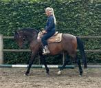 Super braaf recreatiepaardje, Dieren en Toebehoren, Paarden, Ruin