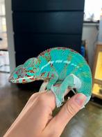 Jeune mâle caméléon furcifer pardalis ambilobe, Animaux & Accessoires, Lézard, 0 à 2 ans