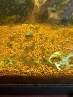 Wildkleur garnalen en baby ancistrussen, Animaux & Accessoires, Poissons | Poissons d'aquarium