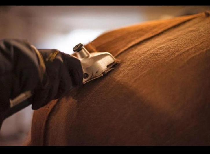 Scheren van paarden!, Dieren en Toebehoren, Paarden