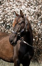 Lieve 7 jarige PRE merrie, Dieren en Toebehoren, Paarden, Merrie, M