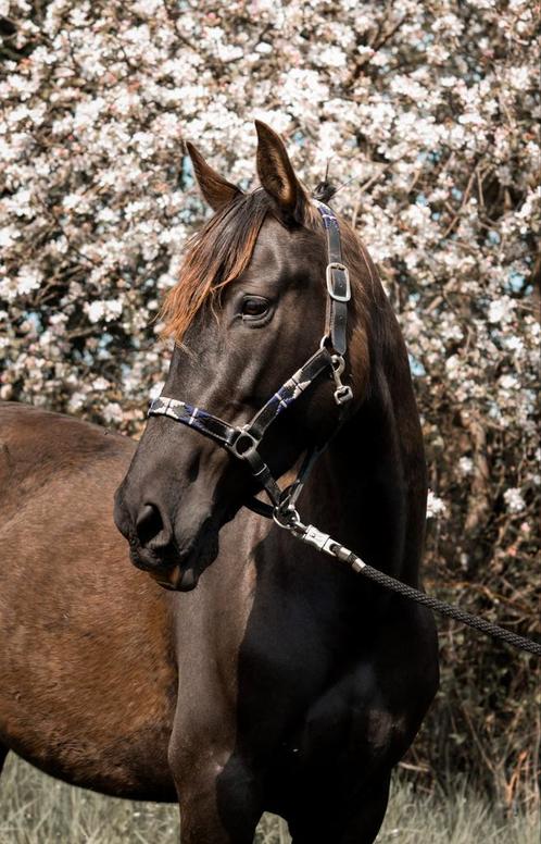 Lieve 7 jarige PRE merrie, Dieren en Toebehoren, Paarden, Merrie, M