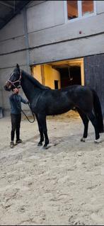 4 jarige top merie te koop, Dieren en Toebehoren, Paarden, Zadelmak