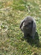 Kruising franse en nederlandse hangoor konijn  zeugje, Dieren en Toebehoren, Vrouwelijk, Middelgroot, Hangoor, 0 tot 2 jaar