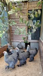 Mooie Brahma Zilverpatrijs, Dieren en Toebehoren, Pluimvee, Meerdere dieren, Kip