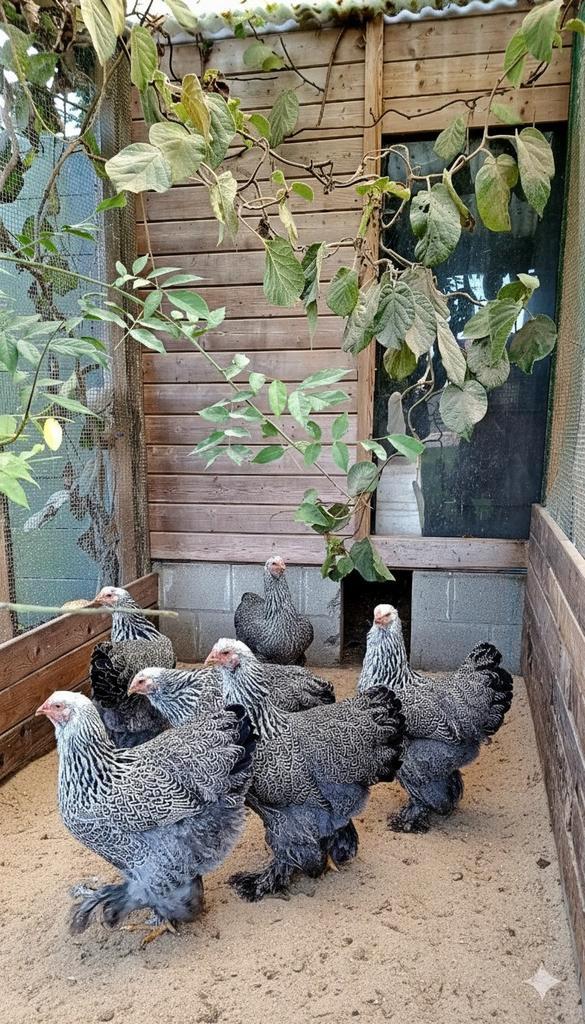 Mooie Brahma Zilverpatrijs, Dieren en Toebehoren, Pluimvee, Kip, Meerdere dieren