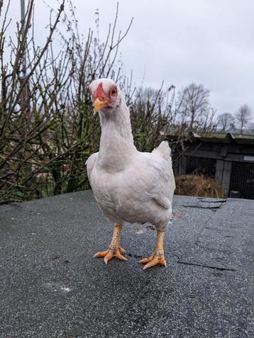 Indische krieltjes Wit beschikbaar voor biedingen