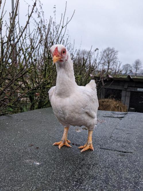 Indische krieltjes Wit, Dieren en Toebehoren, Pluimvee, Kip, Vrouwelijk