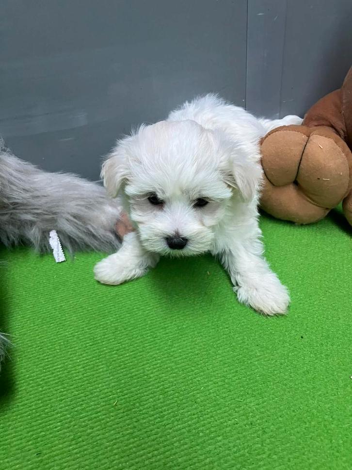 Maltezer pup, Dieren en Toebehoren, Honden | Chihuahua's en Gezelschapshonden, Teef, Maltezer, Fokker | Professioneel, Eén hond
