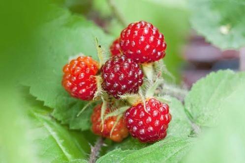 Japanse wijnbes, Tuin en Terras, Planten | Tuinplanten, Zomer, Ophalen