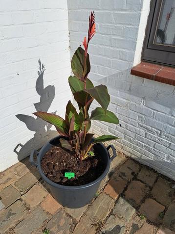 Canna Black Knight - Rood blad - rode bloem beschikbaar voor biedingen