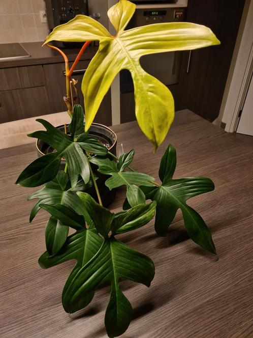 Grote philodendron florida ghost, Huis en Inrichting, Kamerplanten, Ophalen of Verzenden