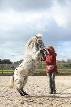 Mini Appaloosa pony, Dieren en Toebehoren, Gechipt, Ruin, Niet van toepassing, A pony (tot 1.17m)