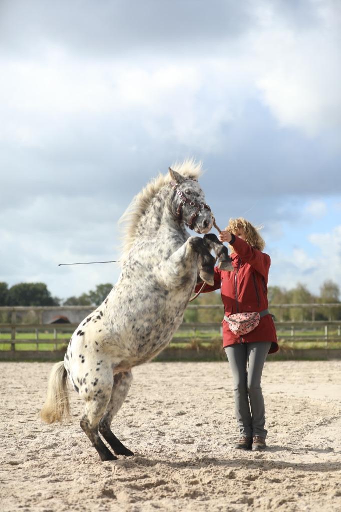 Mini Appaloosa pony, Dieren en Toebehoren, Pony's, Ruin, Niet van toepassing, A pony (tot 1.17m), Recreatiepony, 7 tot 10 jaar