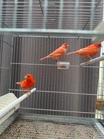 Rode kanaries koppel en man 2025, Dieren en Toebehoren, Vogels | Kanaries, Meerdere dieren