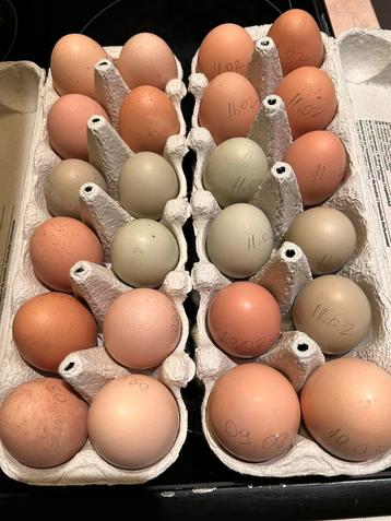Verse eieren van onze kippen die vrij in de wei leven