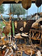 Top stukken te koop curiosa taxidermie, Ophalen of Verzenden
