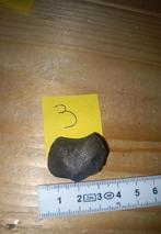 Fossiles en spirale (NR3), Collections, Enlèvement ou Envoi, Fossile