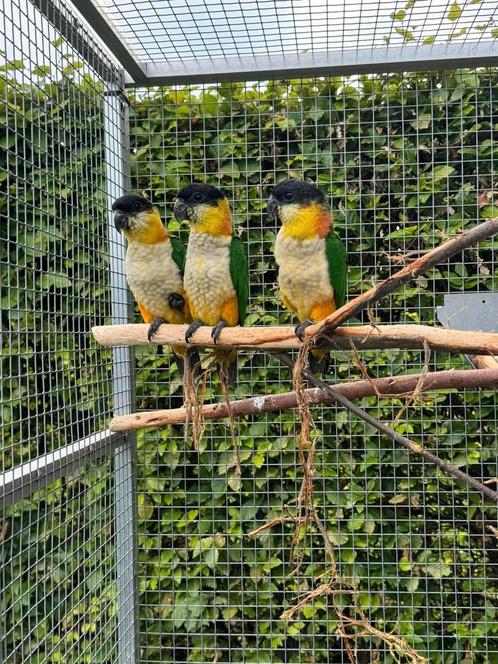 Zwartkop caiques 2024, Animaux & Accessoires, Oiseaux | Perruches & Perroquets, Perroquet, Plusieurs animaux, Bagué