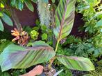 Musa Sikkimensis 'Ever Red', Volle zon, Vaste plant, Ophalen of Verzenden, Bloeit niet