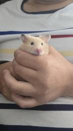 Goudhamster, Dieren en Toebehoren, Hamster, Mannelijk, Mei, Tam