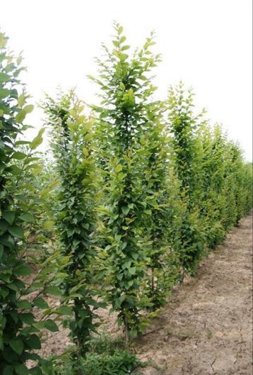 Haagbeuk / Carpinus betulus beschikbaar voor biedingen