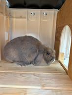 Minilop voedster, Dieren en Toebehoren, Vrouwelijk, Middelgroot, 0 tot 2 jaar