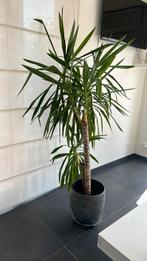 Yucca met pot en plantenkar, Ophalen, In pot, Yucca, 150 tot 200 cm