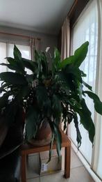 Spatyphillium, Ophalen