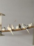 Diamantduif, Dieren en Toebehoren, Vogels | Overige Vogels, Meerdere dieren, Tropenvogel