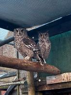 Afrikaanse oehoe, Sexe inconnu